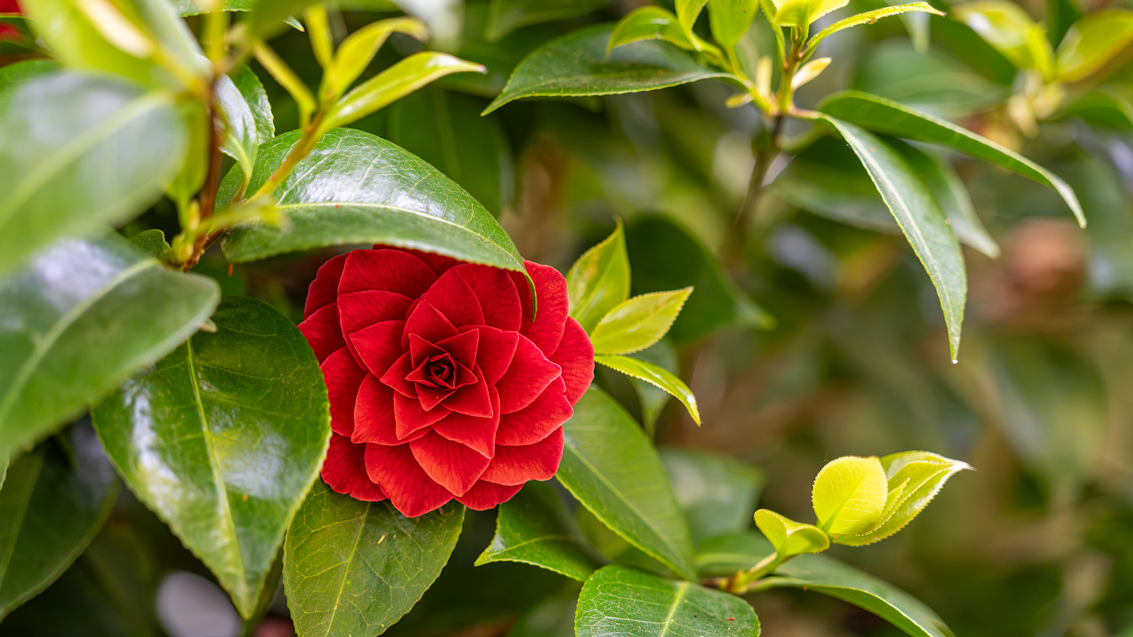 Blooming Red Camellia Flower - Nature Photography 4K Wallpaper (3840x2160)