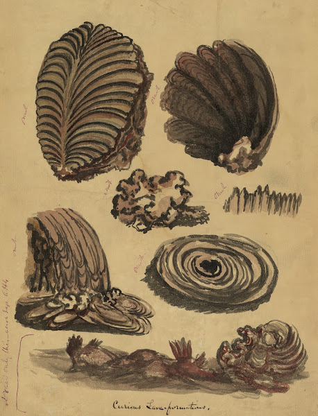 Curious lava formations 1844 1878