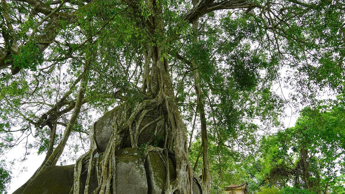 Cây sanh di sản nghìn tuổi ôm đá tạo thế 'mâm xôi con gà' độc lạ - Báo VietnamNet