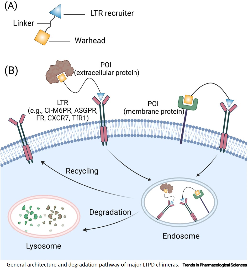 Spatiotemporally controlled lysosome-targeted protein degradation platforms