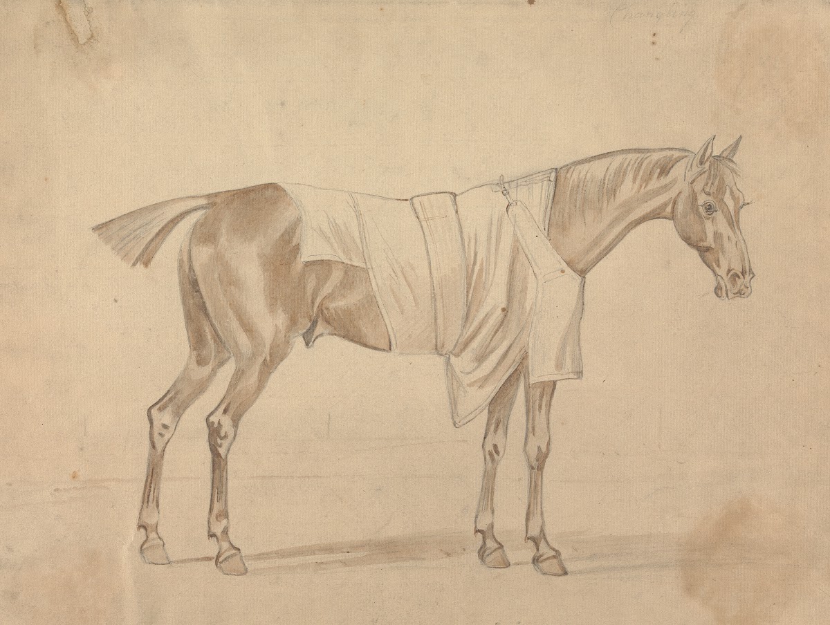 Horse Dressed in Blanket 1760