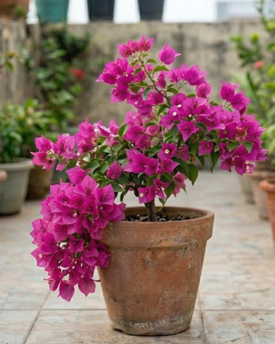Imported Partha Bougainvillea Plant — view 2