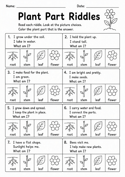 Plant Part Riddles