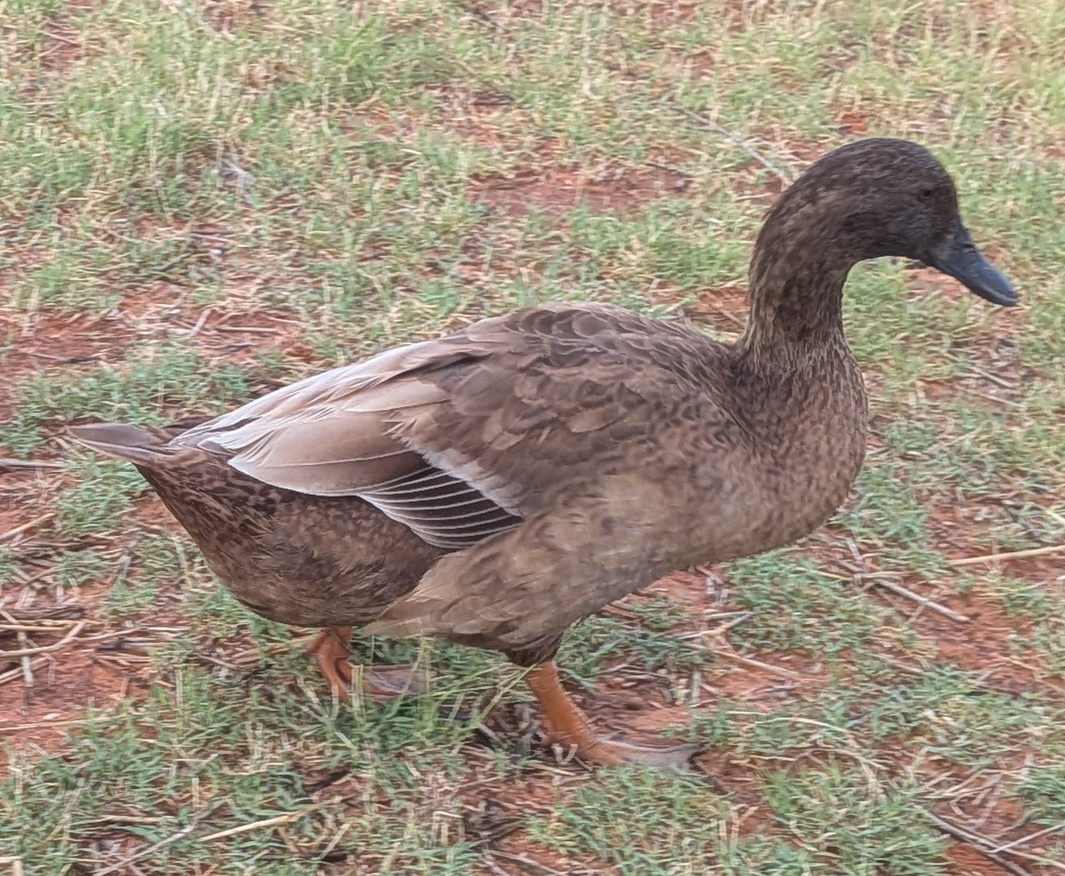 Khaki Campbell Duckling