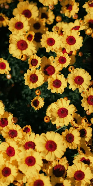 Yellow Flowers, Spring, Floral, Bloom 2K iPhone Wallpaper Background