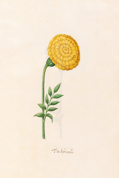 Flos Aphricanüs 1692