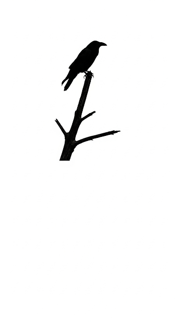 Stark Black Silhouette of a Raven on a Bare Branch Against a Minimal White Sky - Free mobile Wallpaper