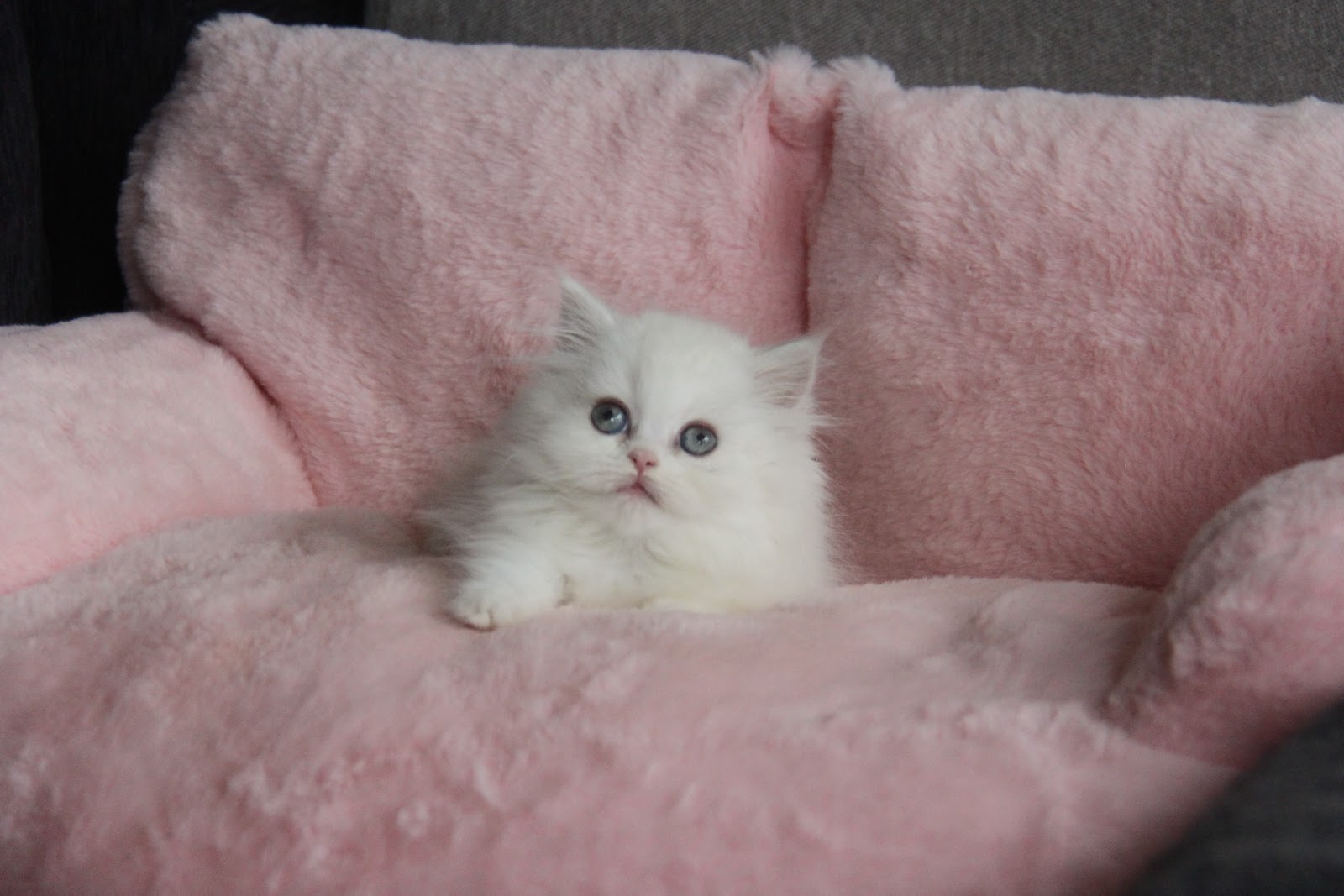 12/19出生 高端優質英國長毛貓銀點小步舞曲妹妹