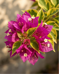 Imported Golden Kayata Magneta Bougainvillea Plant