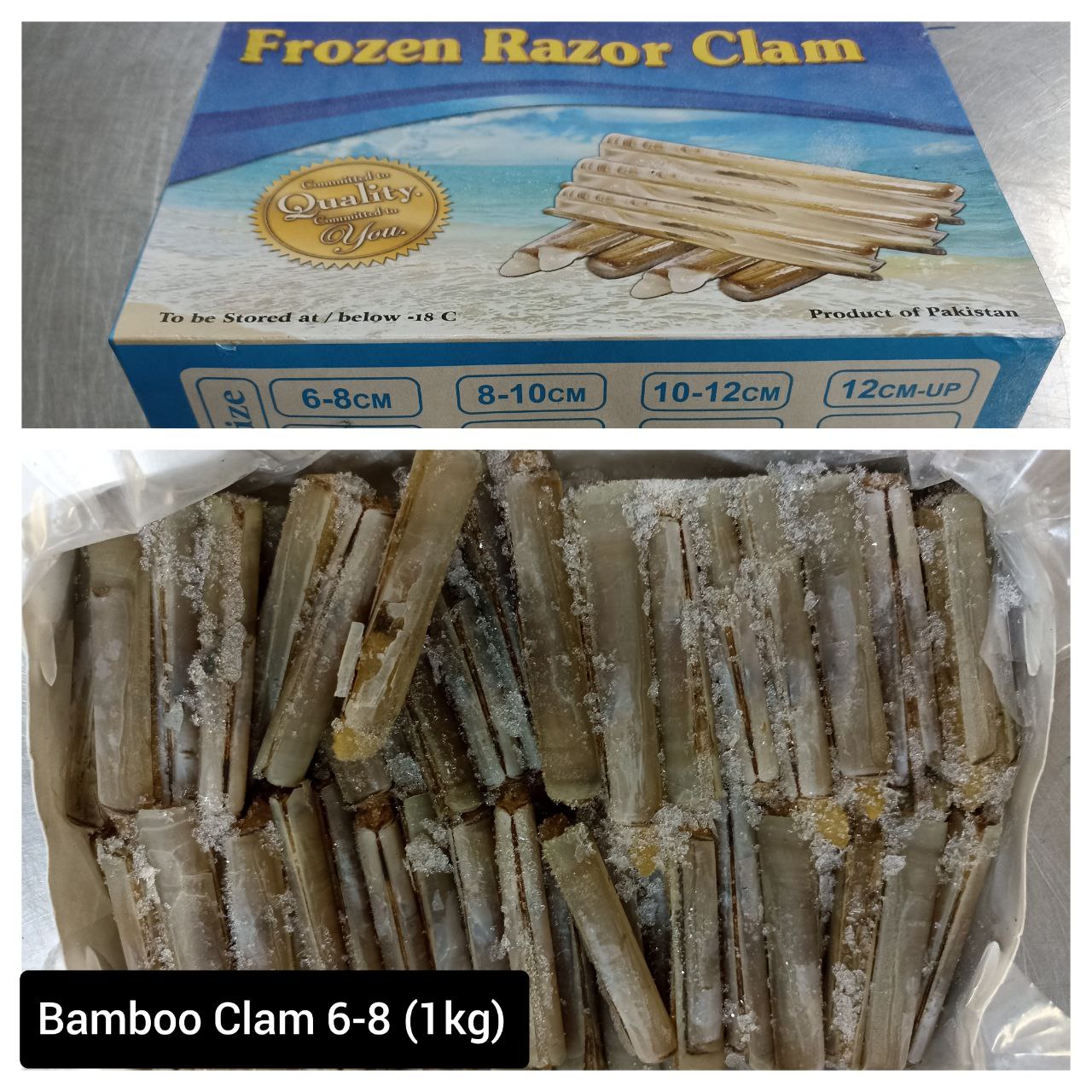 Bamboo Clam