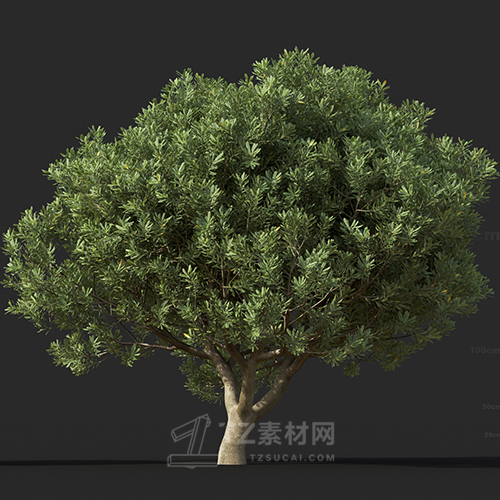 Maxtree - Plant Models Vol.60