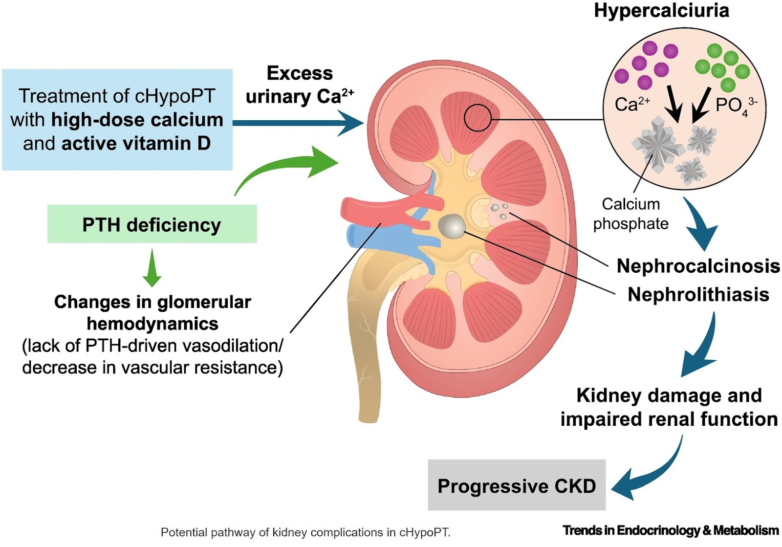 Understanding hypoparathyroidism as a disease of broad functional deficiency