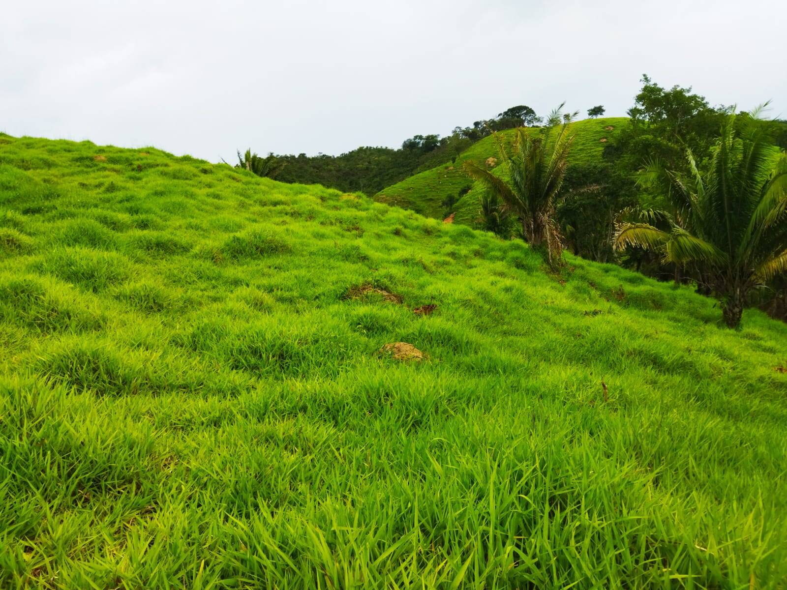 Fazenda em Padre Bernardo - GO 6