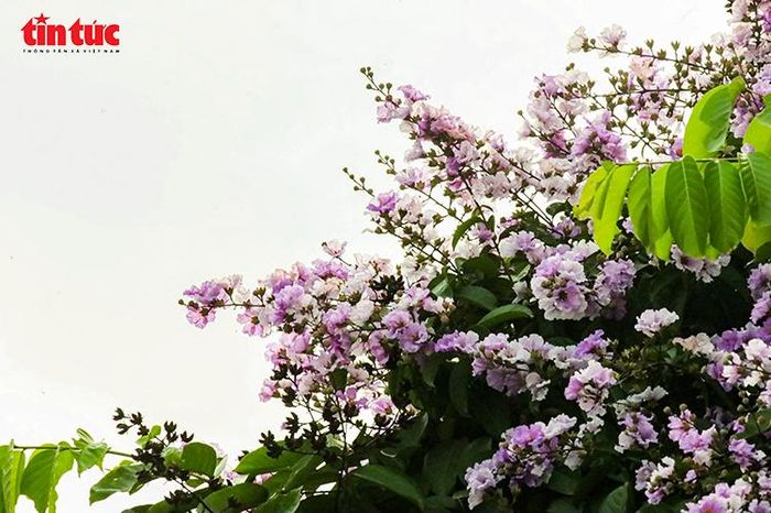 Bằng lăng tím nhuộm phố Hà Nội đầu hè - Báo Tin Tức TTXVN