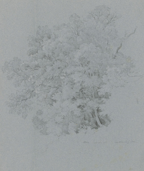 Licinie Steineiche am Albaner See 1824