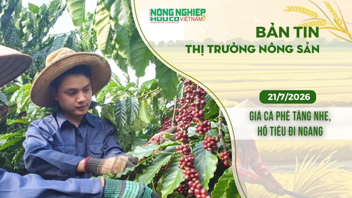 Thị trường nông sản 21/7/2026: Giá cà phê tăng nhẹ, hồ tiêu đi ngang - Nông nghiệp Hữu cơ Việt Nam