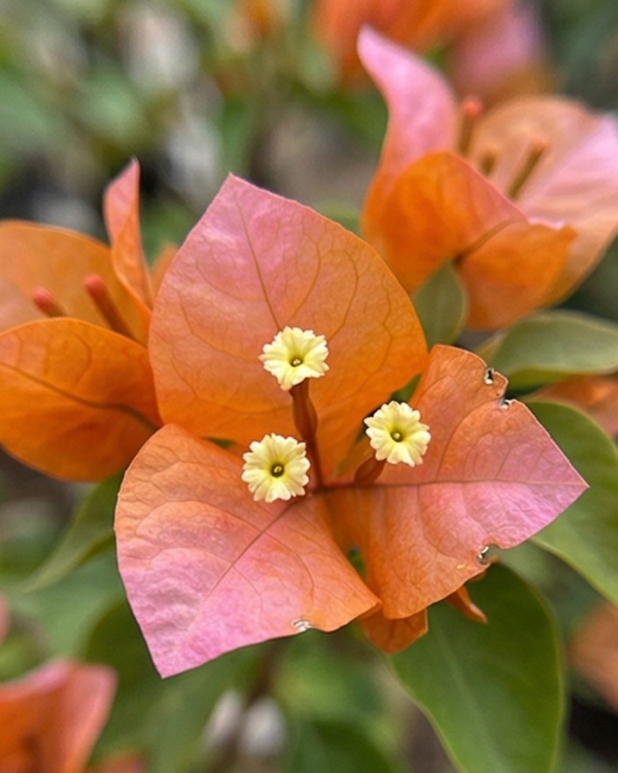 Imported Foxtail Orange Bougainvillea Plant — view 3