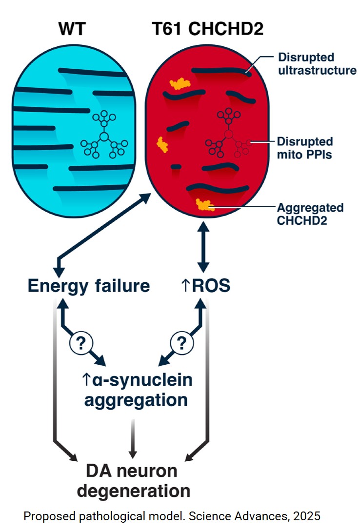 CHCHD2 mutant mice link mitochondrial deficits to PD pathophysiology