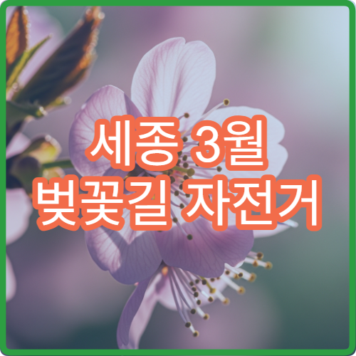 세종 3월 벚꽃길 자전거 대여 초보 라이딩 코스 팁