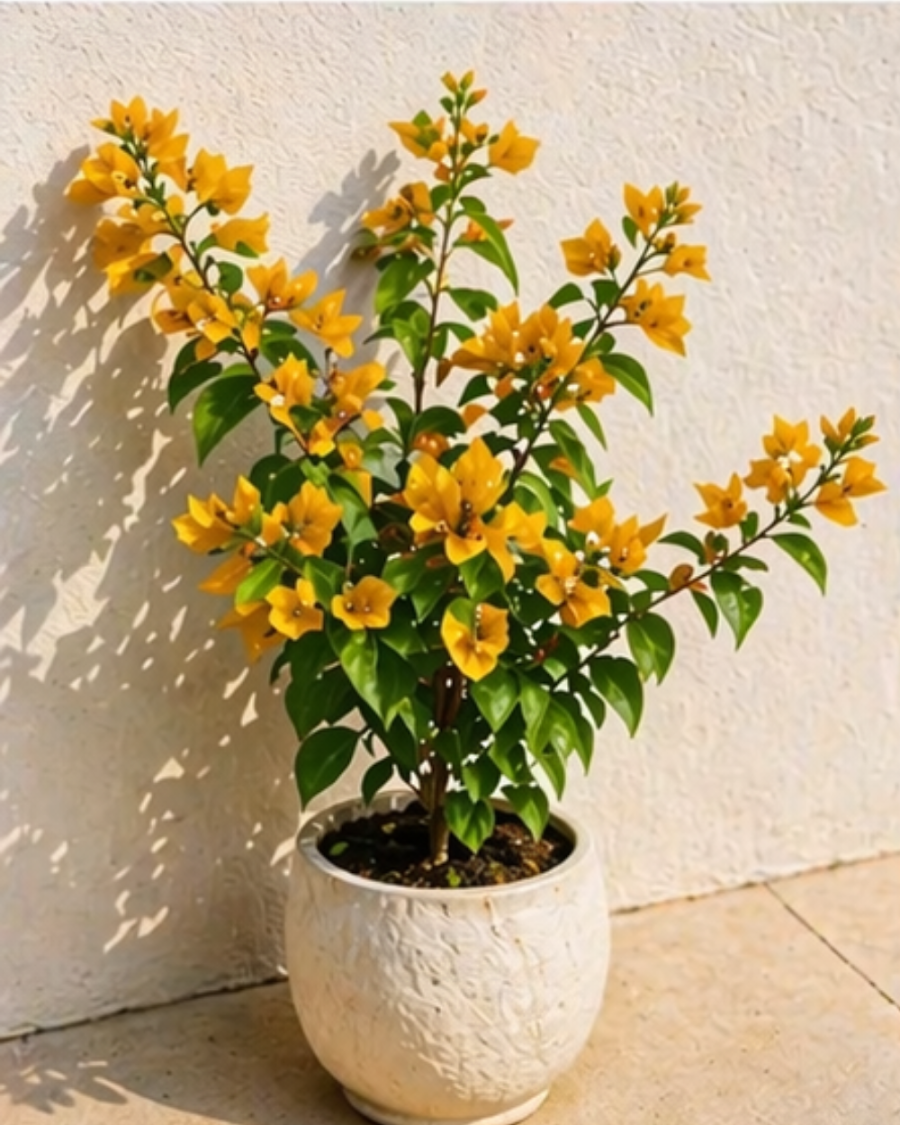 Imported Lemon Yellow Jinda Bougainvillea Plant — view 2