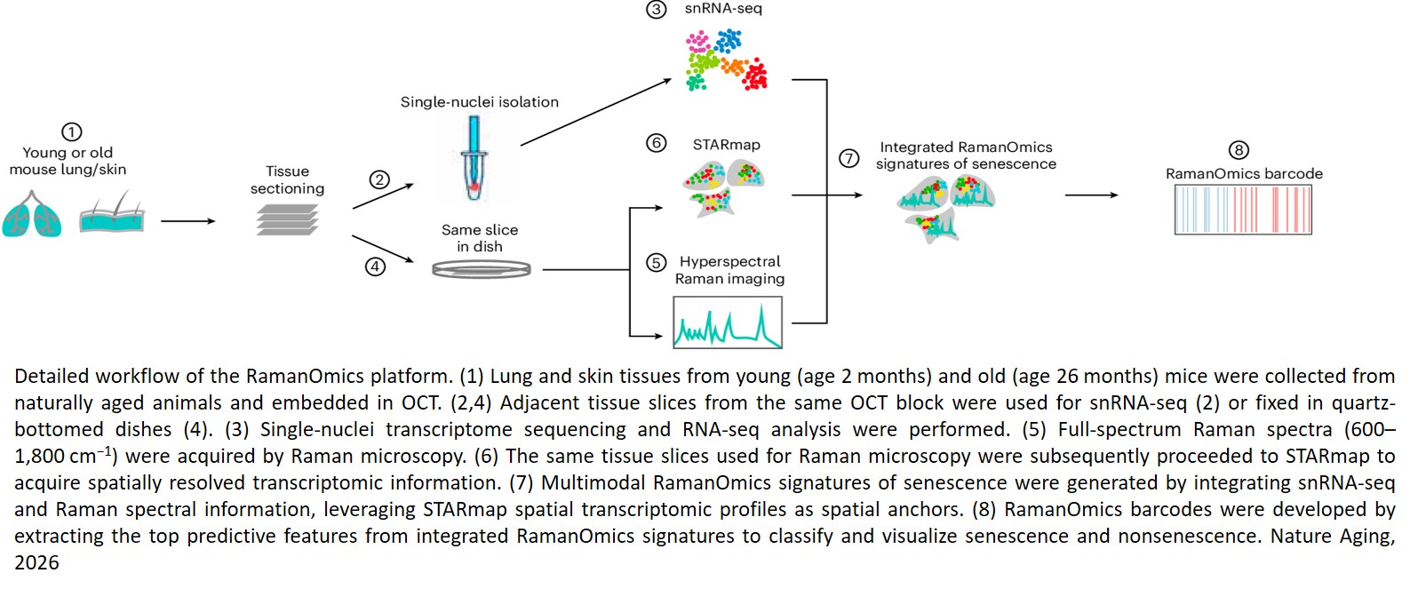 RamanOmics decodes the spatial vibrational–molecular architecture of senescence in aging and repair