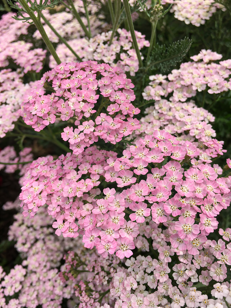 Achillea millefolium 'Tutti Frutti Wonderful Wampee' in piena fioritura, colori vivaci