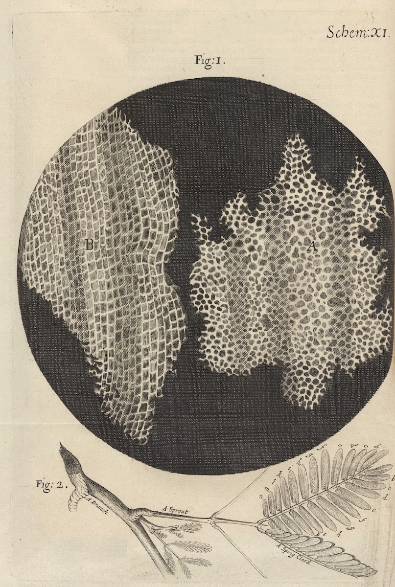 Microscopic view of cork and sprouts 1665