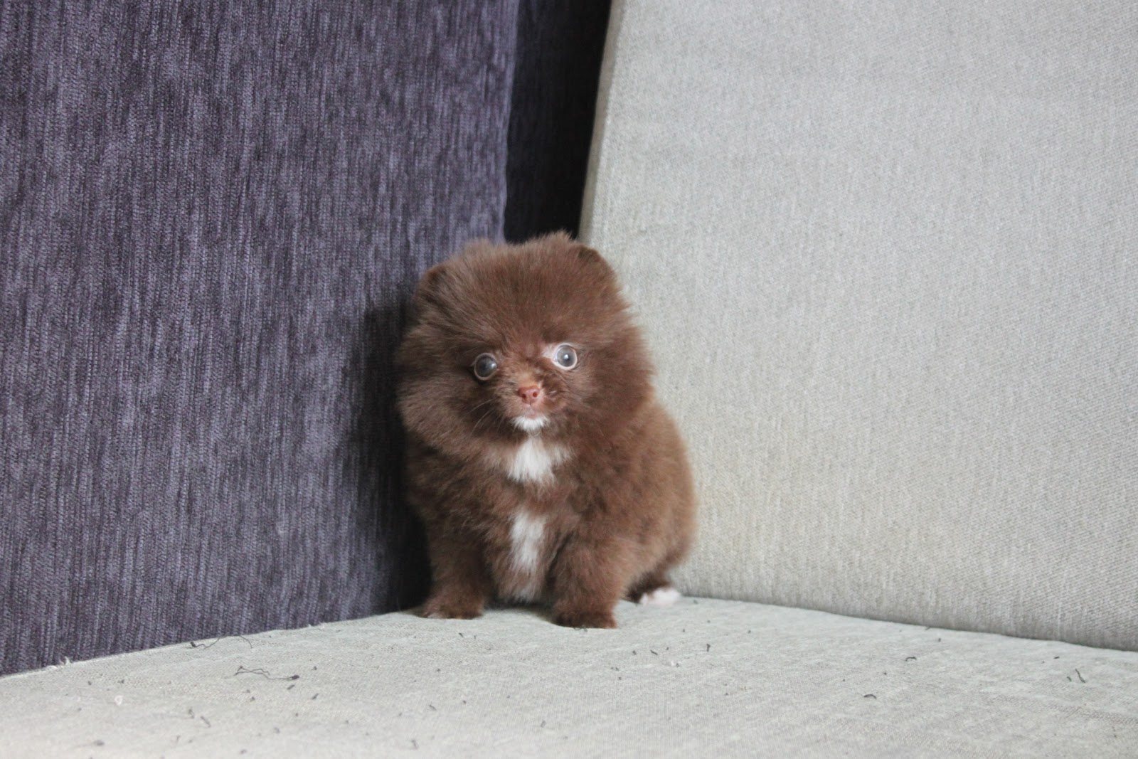 11/2出生 優質茶杯巧克力松鼠博美妹妹