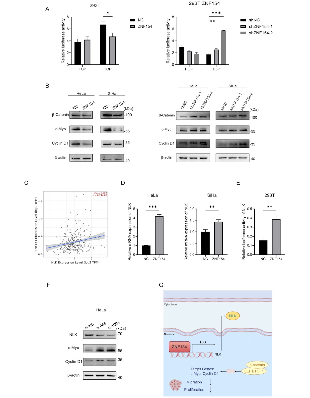 Zinc finger protein 154 inhibits the growth and metastasis of cervical cancer cells through inhibiting Wnt/β-catenin signaling by upregulating NLK