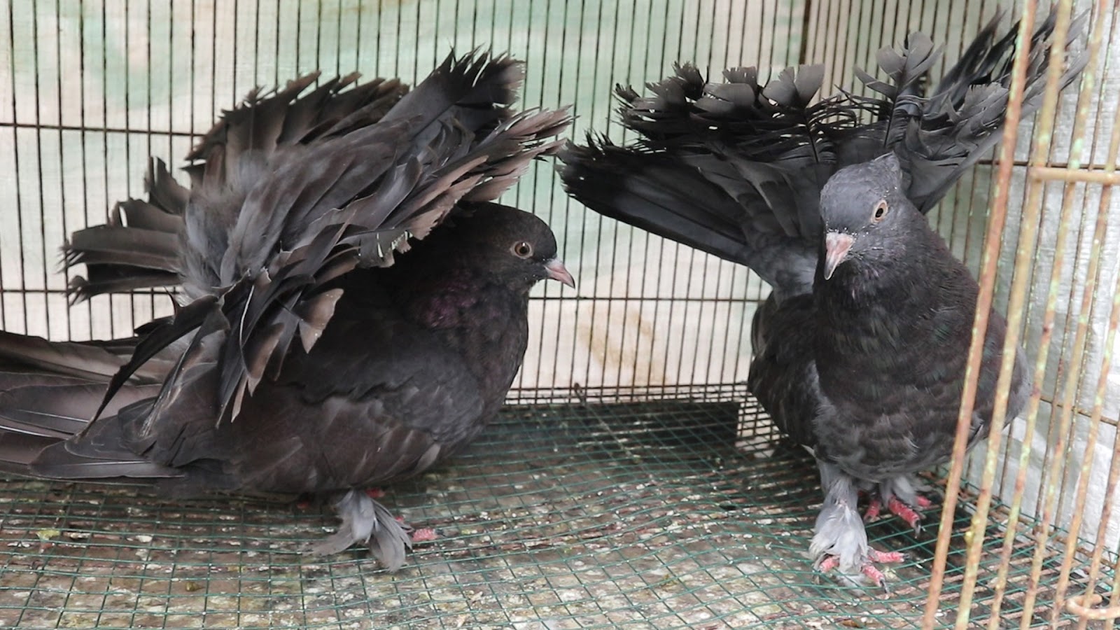 INDIAN FANTAIL 4809250625