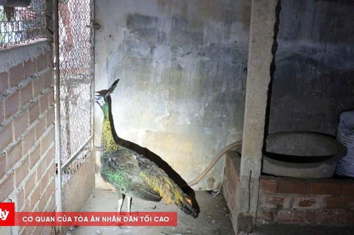 Nuôi nhốt công lục trái quy định, chủ trang trại bị khởi tố - Báo Công Lý