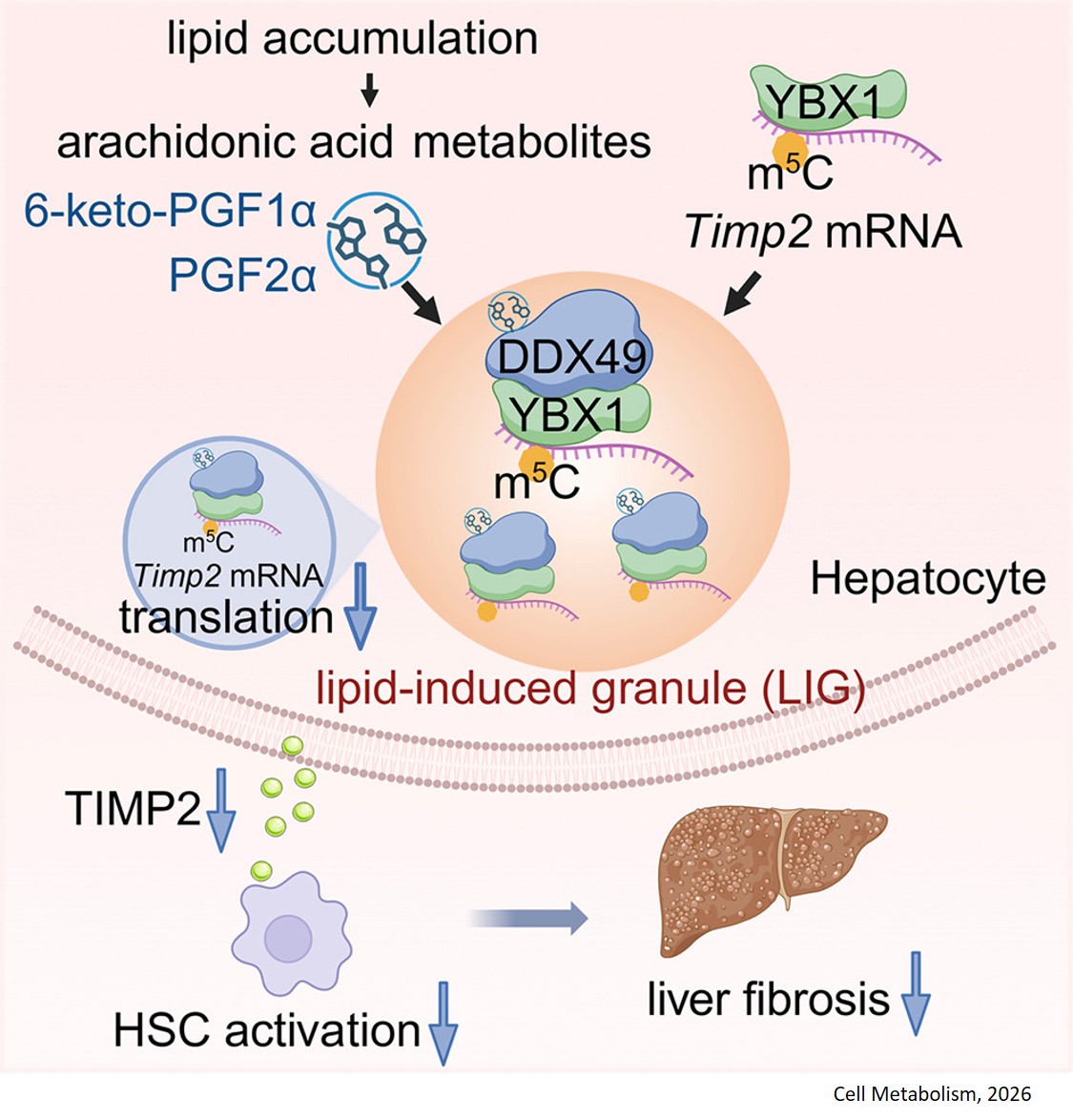 How lipid-induced granules alleviate liver fibrosis