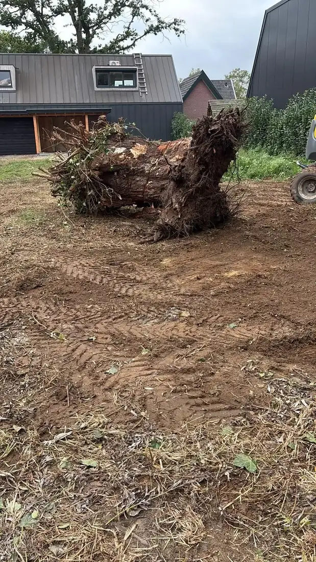 Gerooide boom met wortelkluit