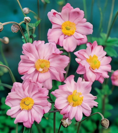 Anemone Königin Charlotte fiori rosa in giardino, Anemone x hybrida 'Königin Charlotte' fiore rosa doppio