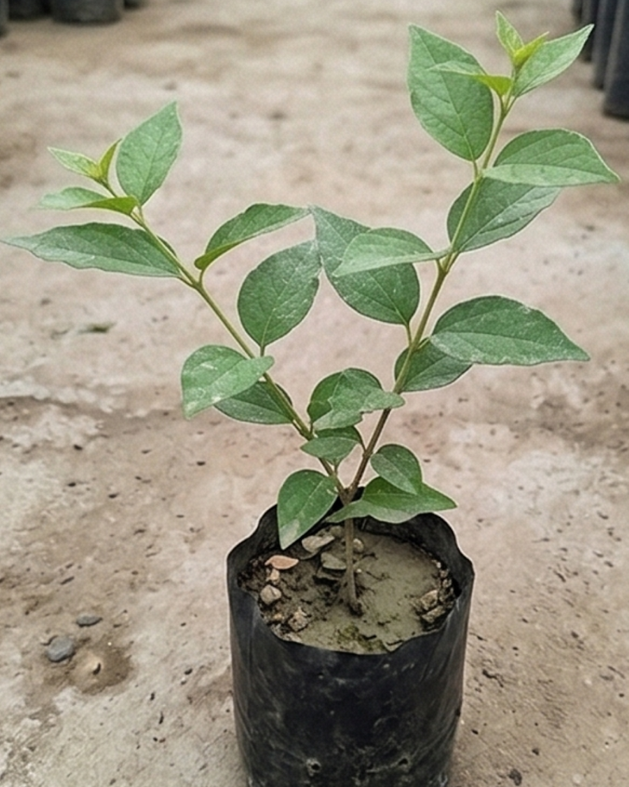 Shiuli Plant — view 2