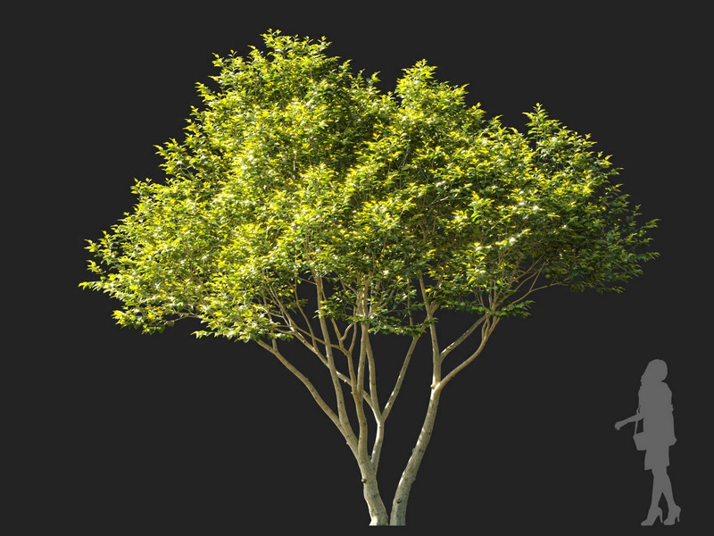 Maxtree - Plant Models Vol.114