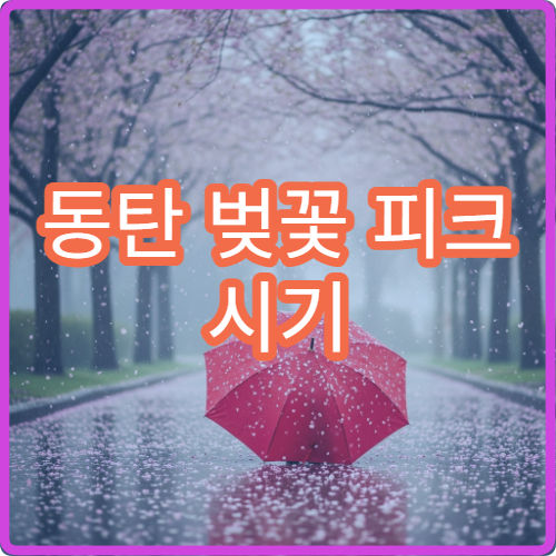 동탄 벚꽃 피크 시기 총정리 (+2026 예상 개화일 분석)