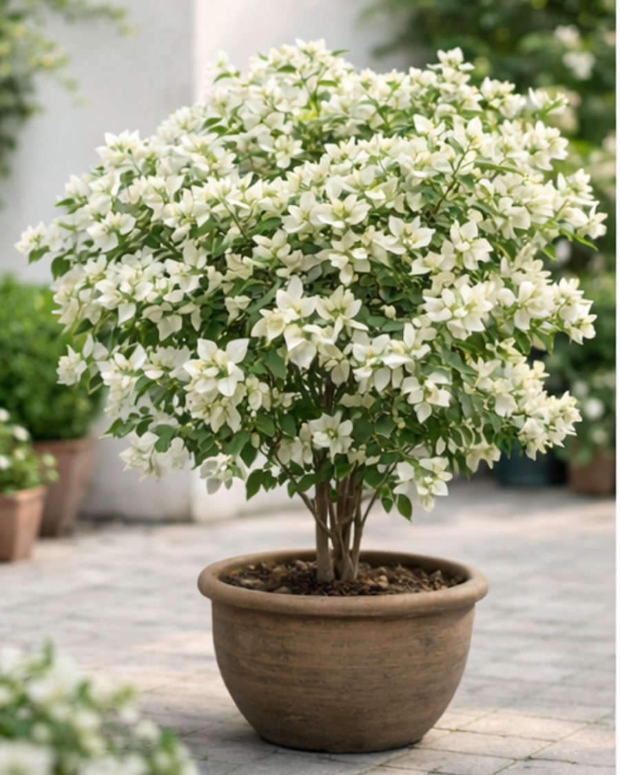 Imported Geisha White Bougainvillea Plant — view 2