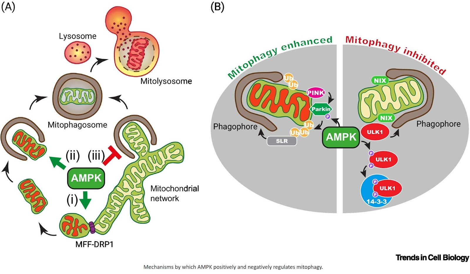 Role of AMPK as a regulator of mitochondrial quality control