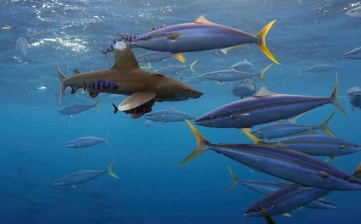 High-Grade Finfish