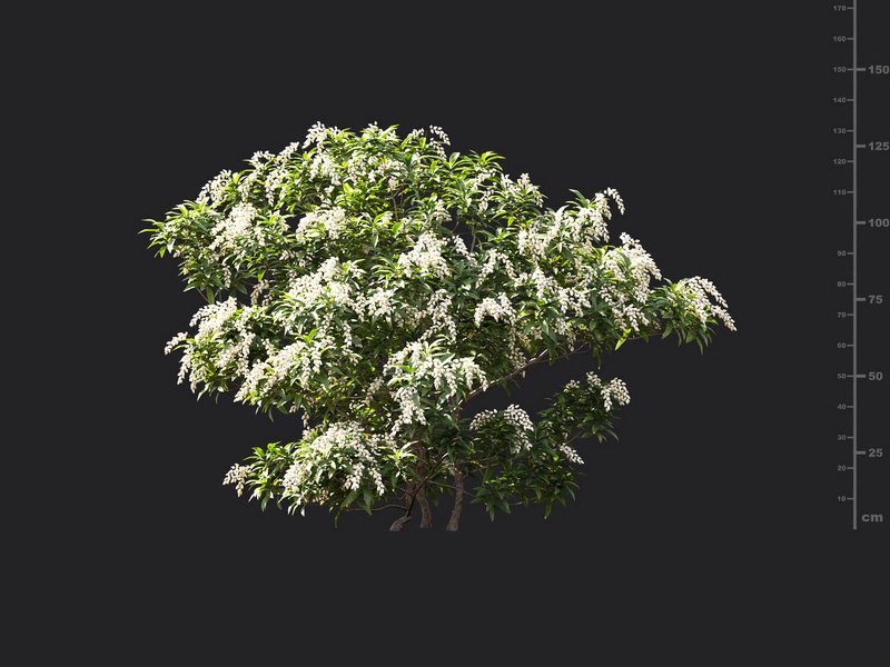 Maxtree - Plant Models Vol.119