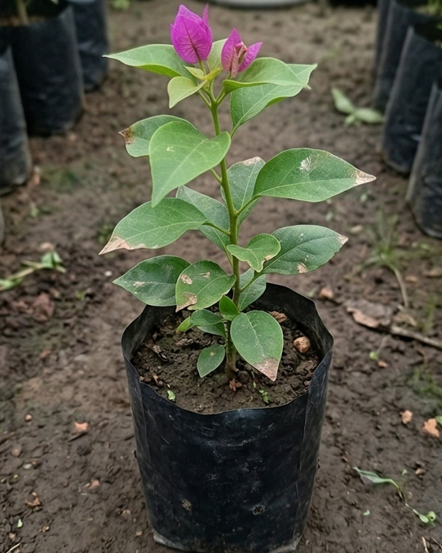 Imported Tanglong Purple Bougainvillea Plant — view 3