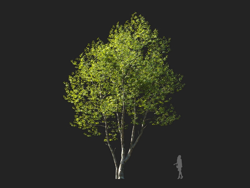 Maxtree - Plant Models Vol.114