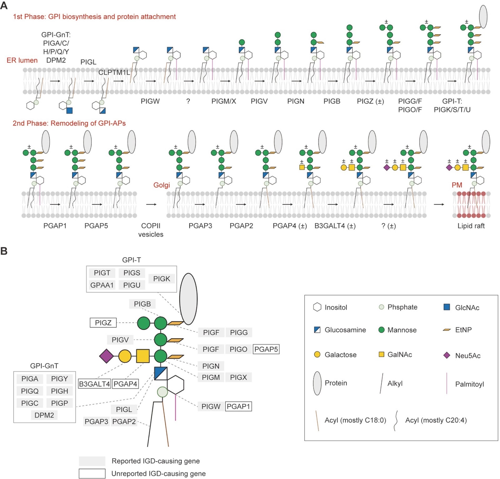 Inherited glycosylphosphatidylinositol deficiency: a review from molecular and clinical perspectives