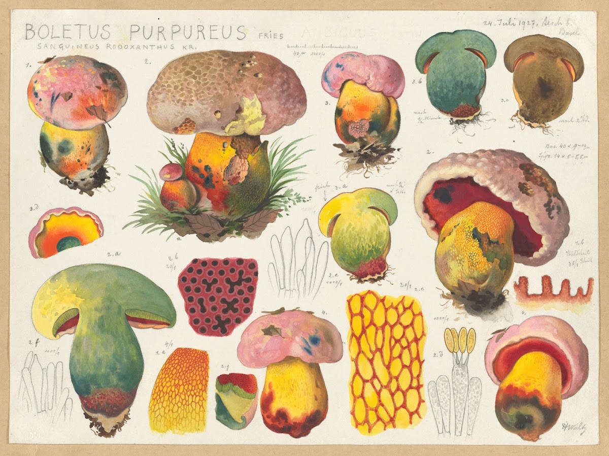 Boletus purpureus Fries sanguineus rodoxanthus Kr 1915 1945