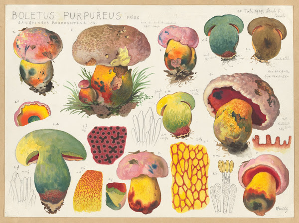 Boletus purpureus Fries sanguineus rodoxanthus Kr 1915 1945