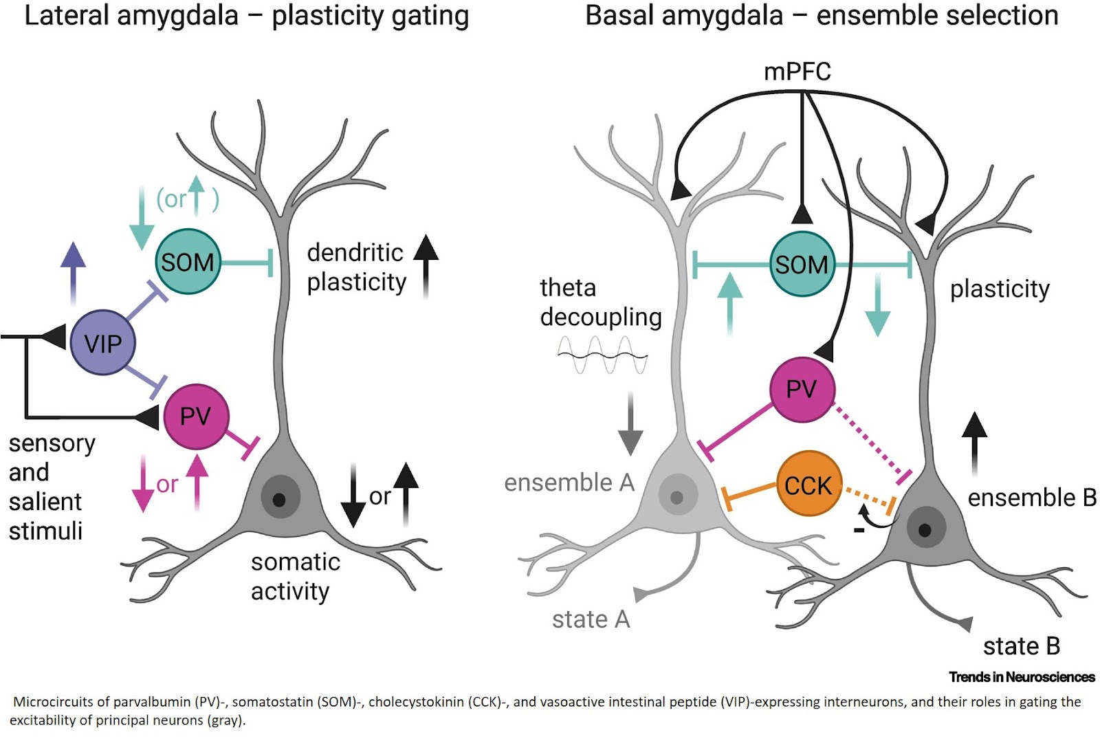 Role of environmental influences and mechanisms of amygdala excitability during development