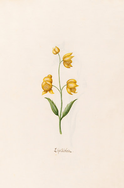 Lilen gütlein 1692