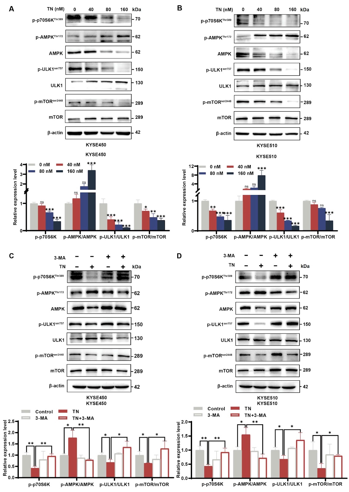 Triptonide facilitates autophagy-mediated apoptosis in esophageal squamous cell carcinoma by targeting the AMPK-mTOR-ULK1 axis