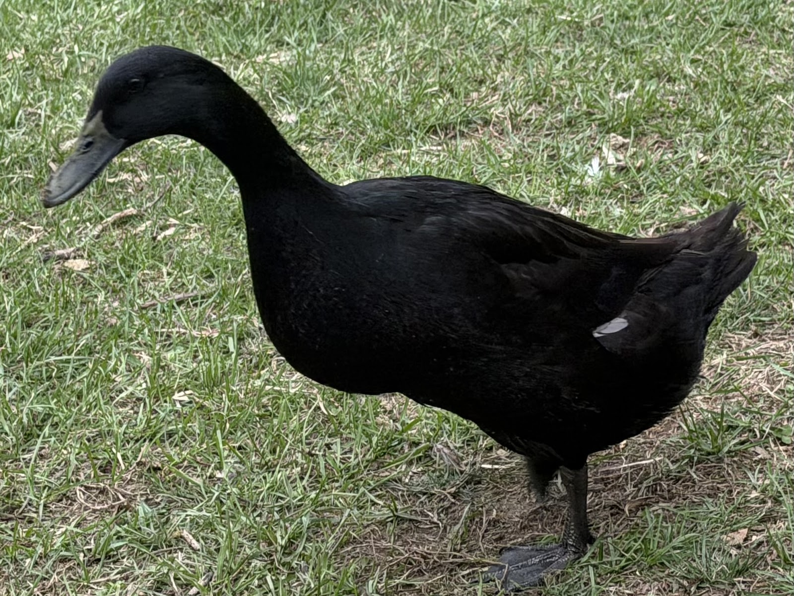 Black Runner Duckling